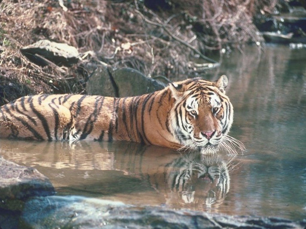 Tigres - 033